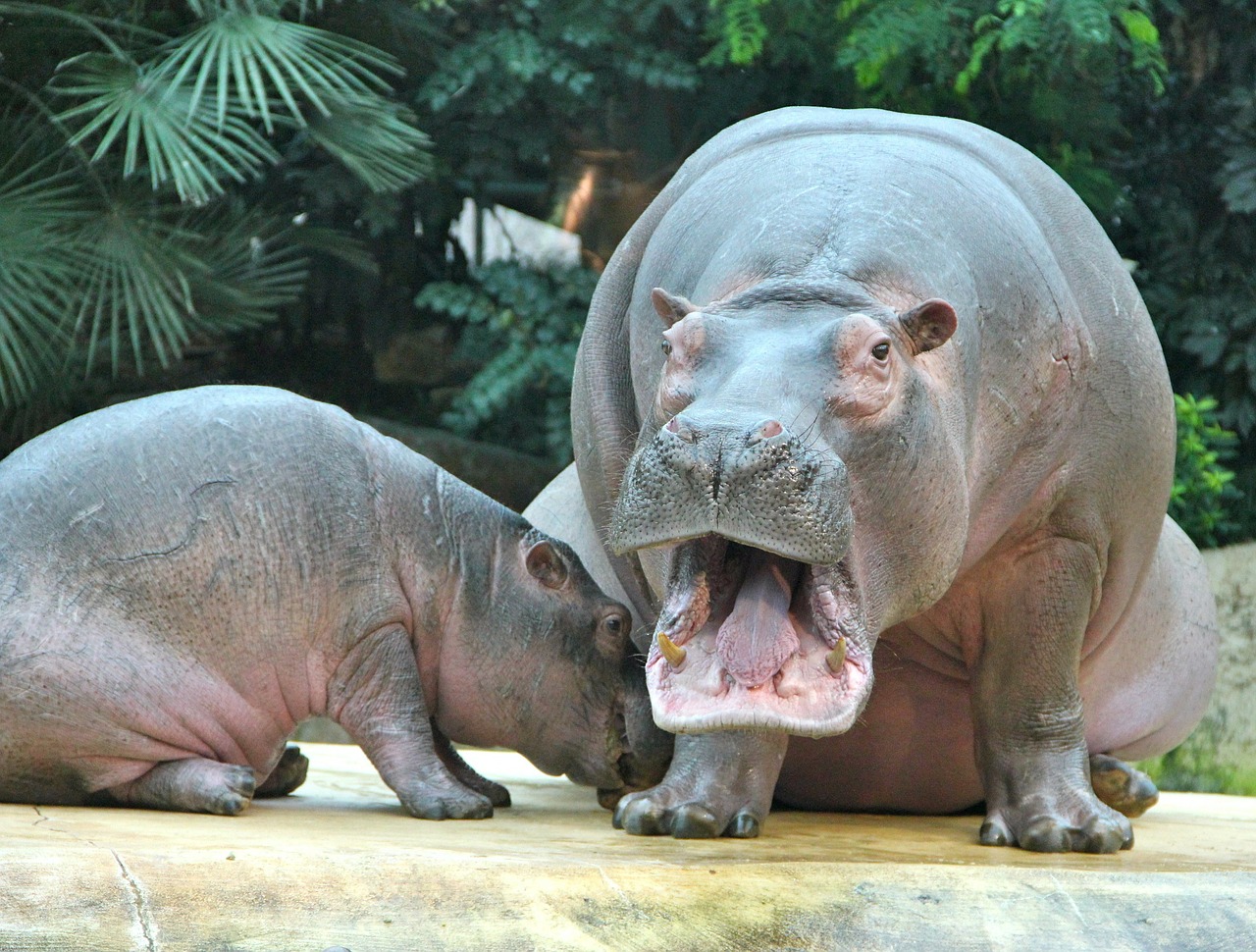 zoo animals hippos free photo