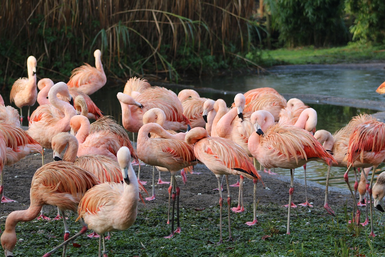 zoo birds wildlife free photo