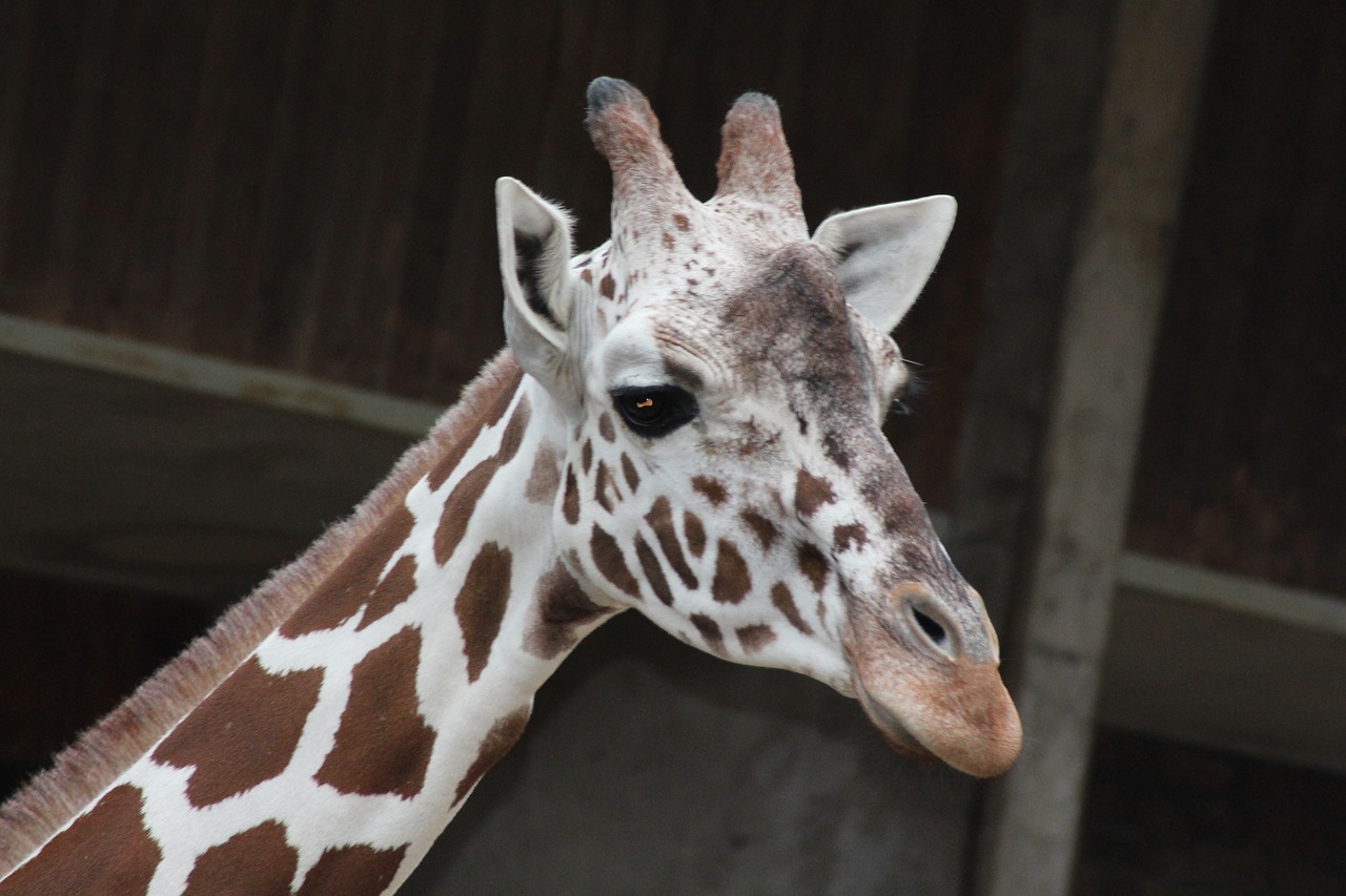 zoo cologne cologne zoo free photo