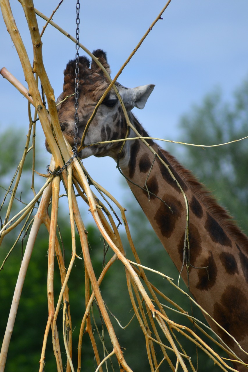 zoo africa giraffe free photo