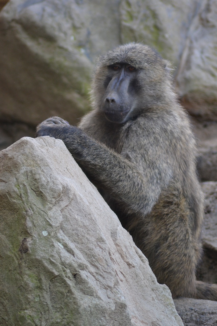 zoo africa baboon free photo