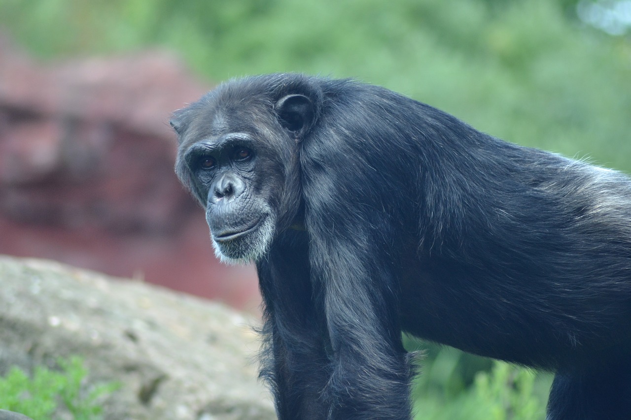 zoo close chimpanzee free photo