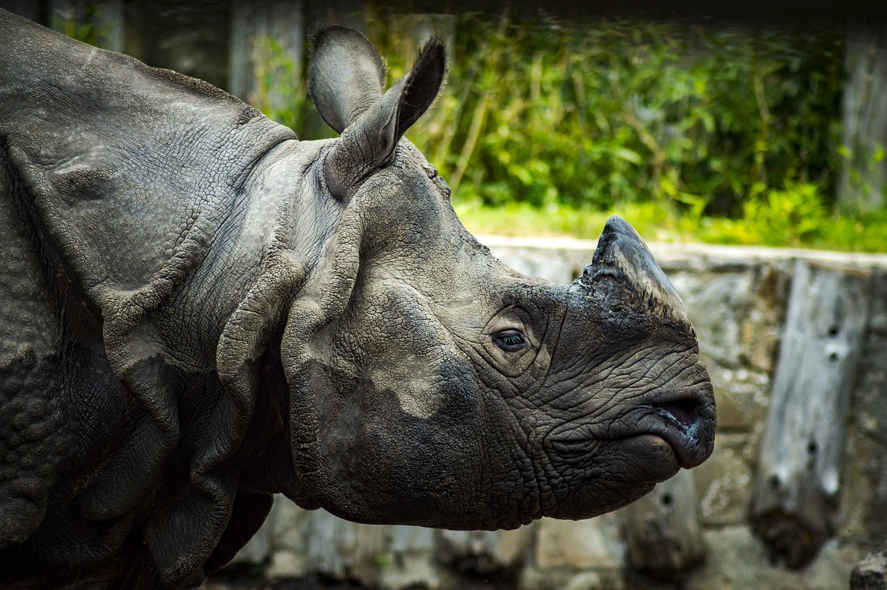 zoo rhino animal free photo