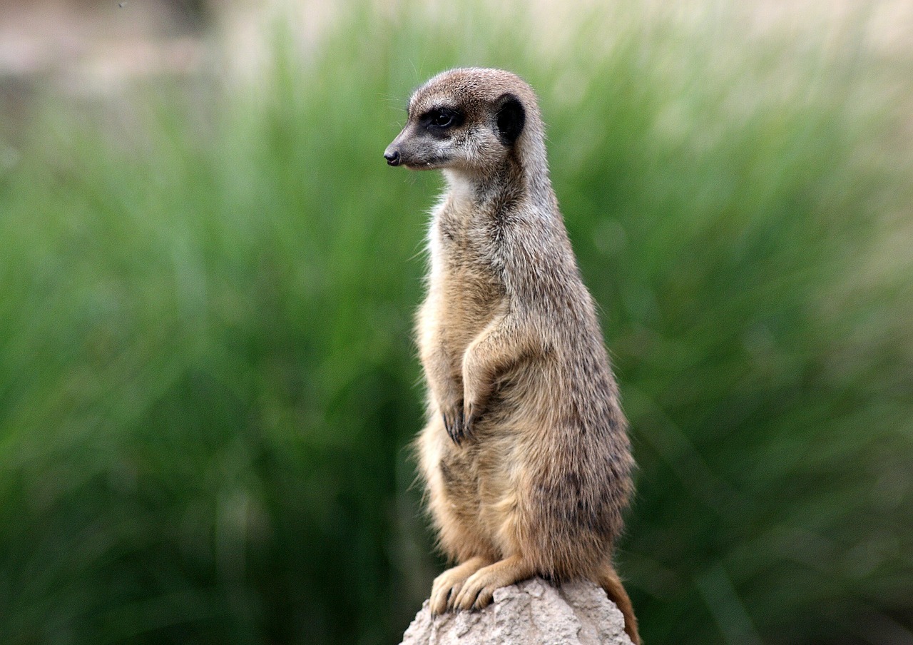 zoo animals meerkat free photo