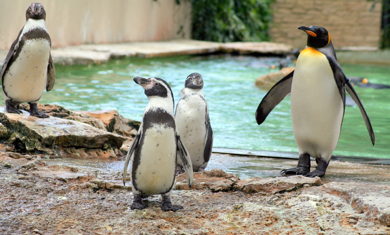 zoo penguins birds free photo