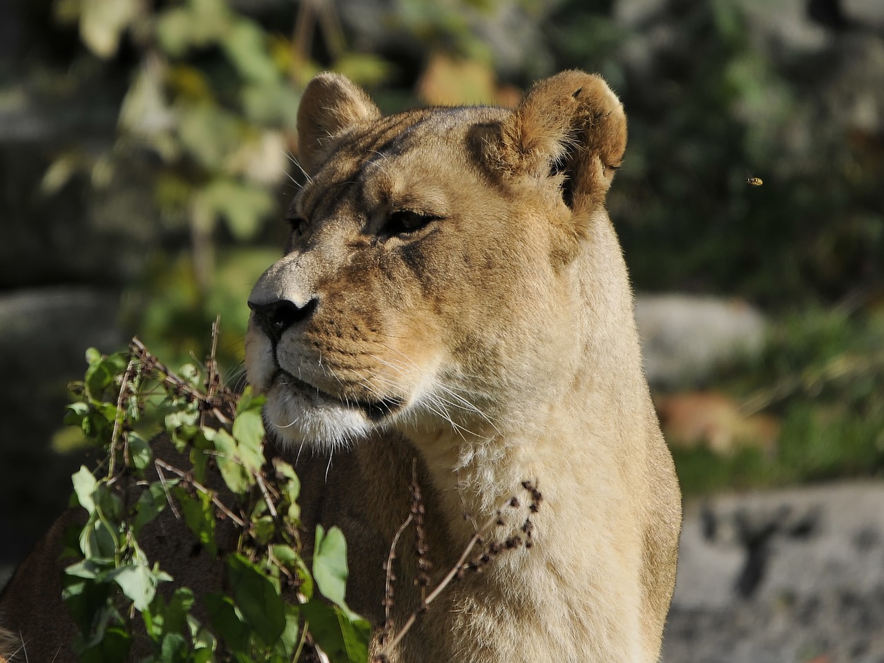 zoo hellabrunn munich free photo