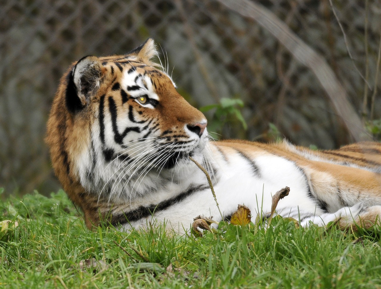 zoo hellabrunn munich free photo