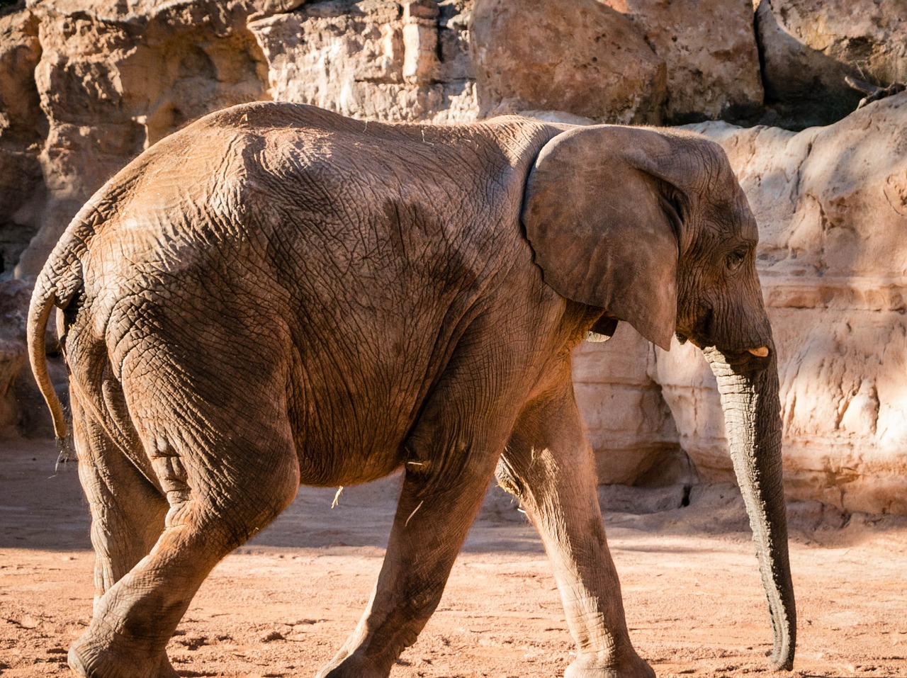 zoo elephant valencia free photo