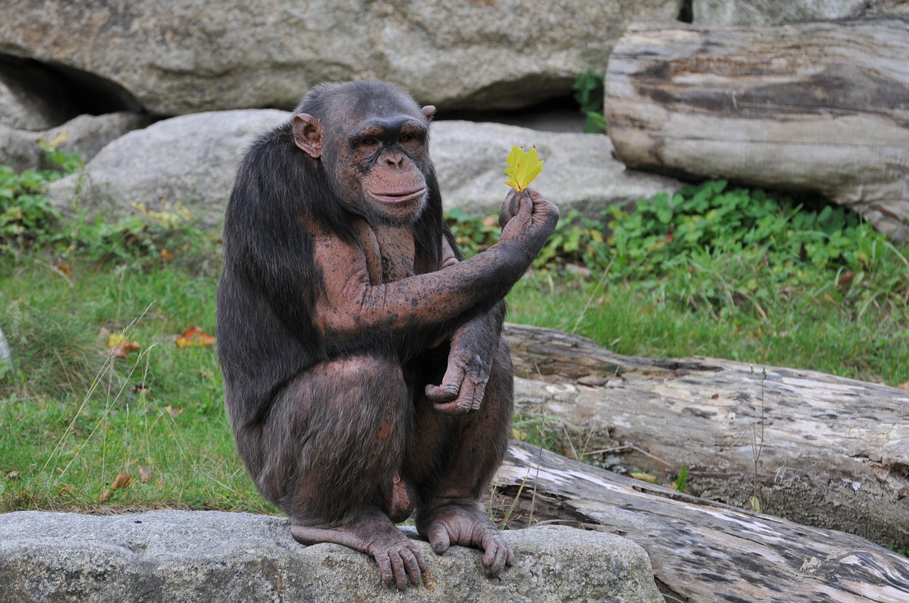 zoo hellabrunn munich free photo