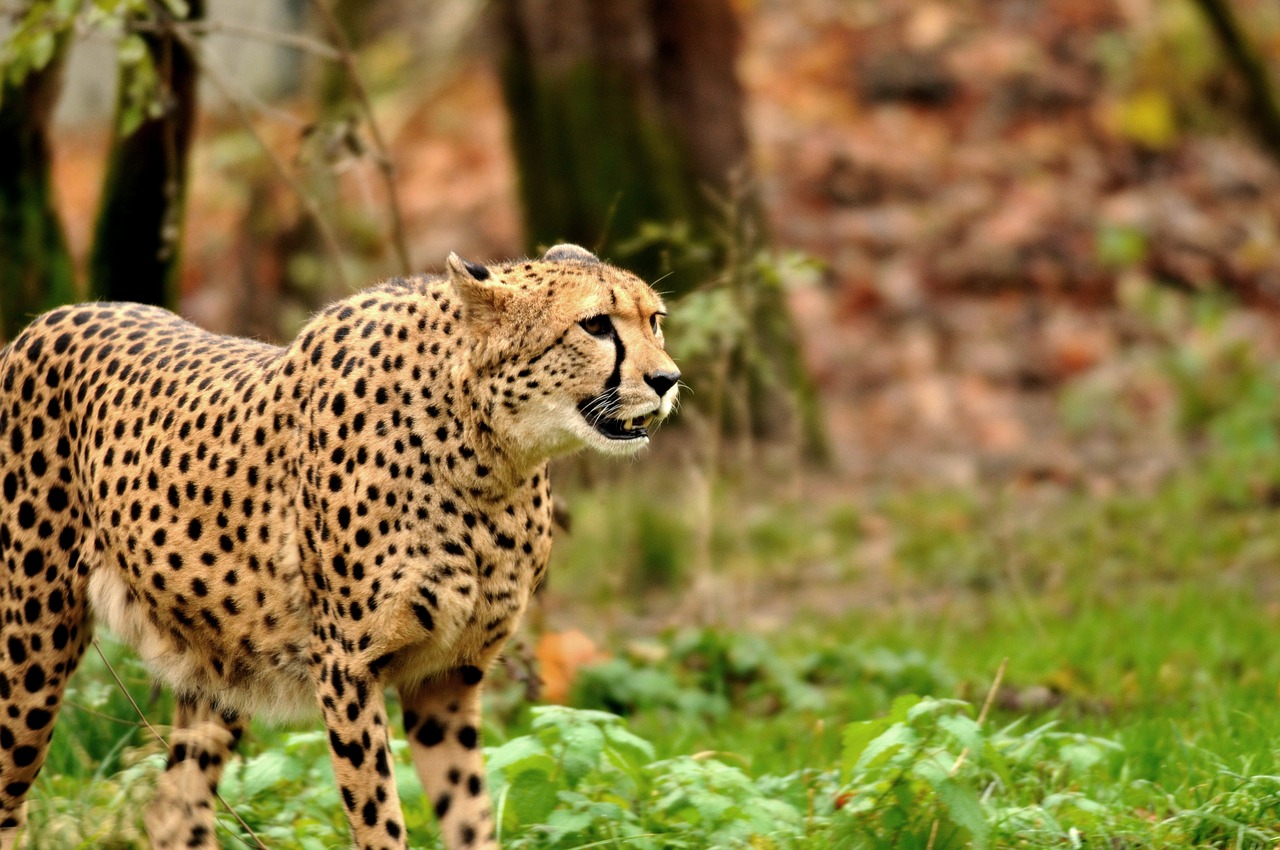 zoo hellabrunn munich free photo