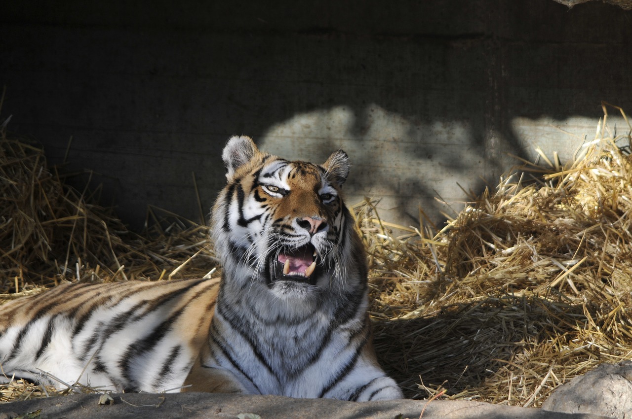 zoo hellabrunn munich free photo