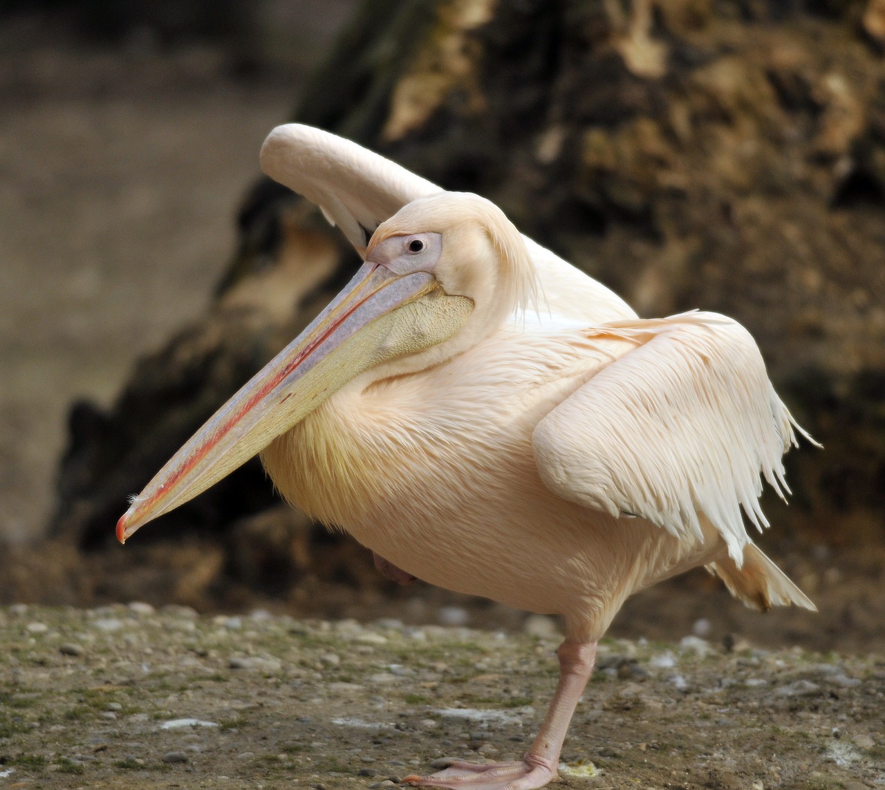 zoo hellabrunn munich free photo