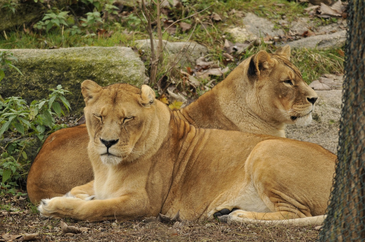 zoo hellabrunn munich free photo