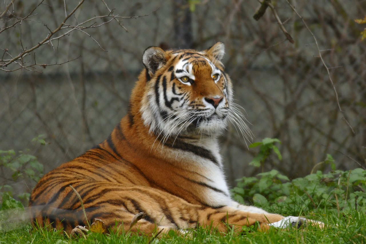 zoo hellabrunn munich free photo