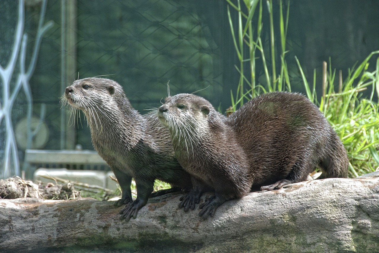 zoo tiergarten schönbrunn wildlife photography free photo