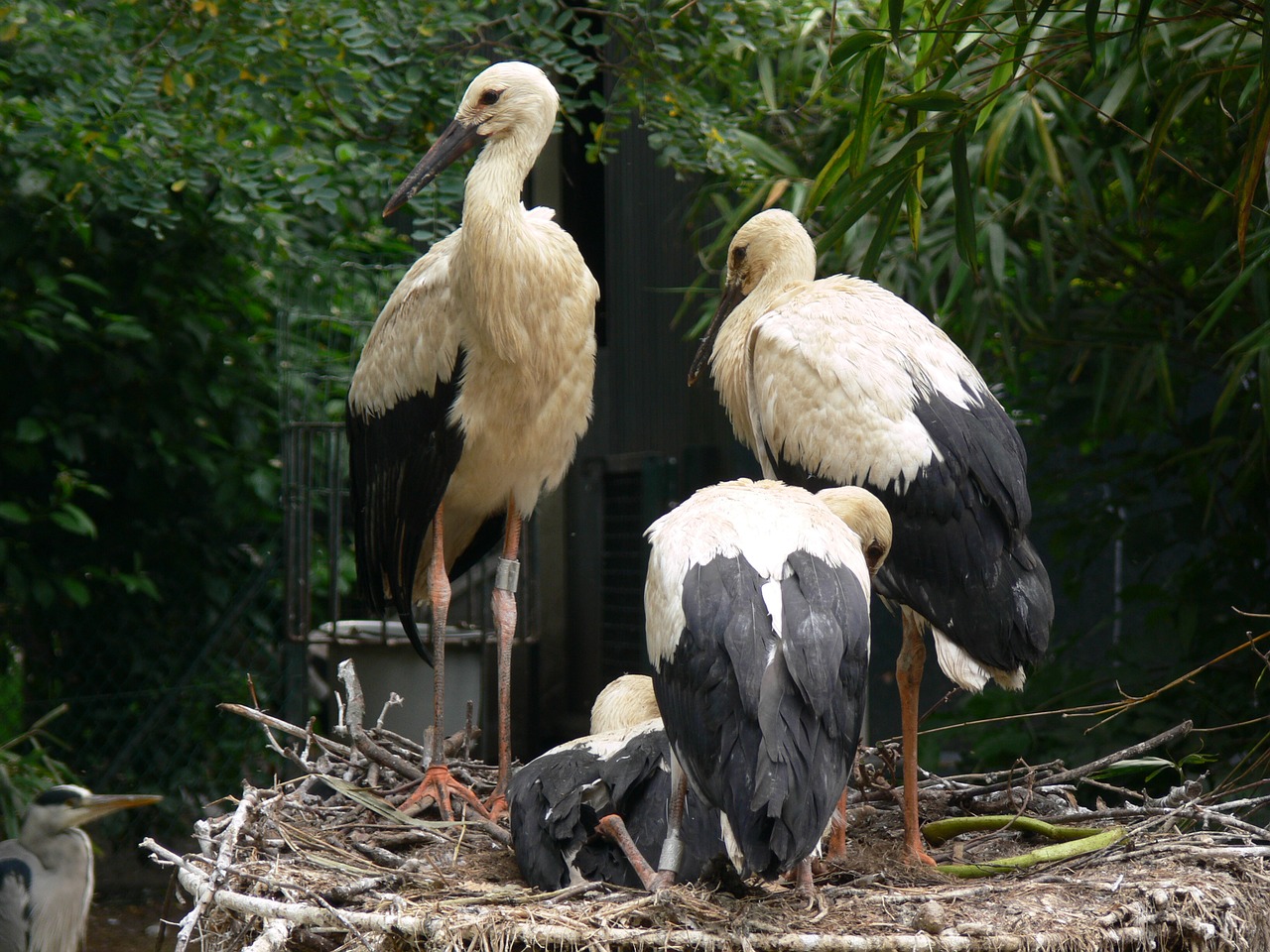 zoo artis amsterdam free photo