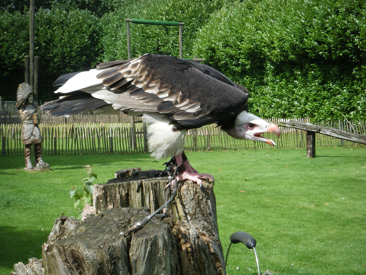 zoo bird predator free photo