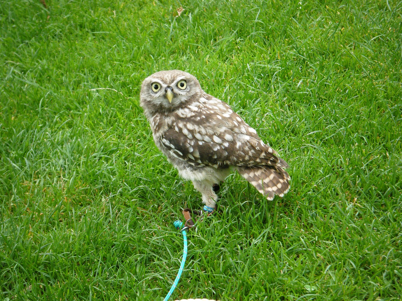 zoo bird predator free photo