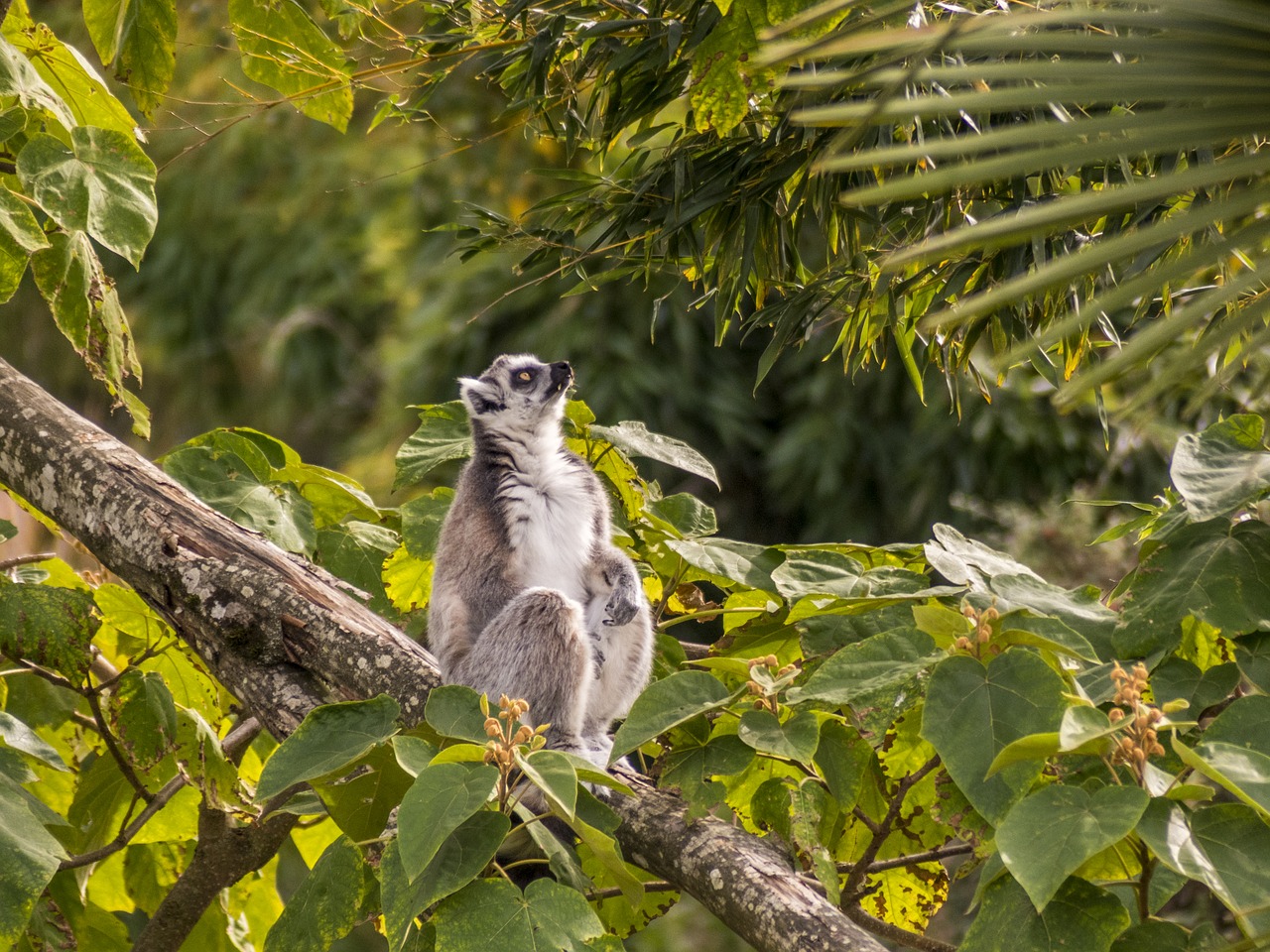 zoo maki catta lemur free photo