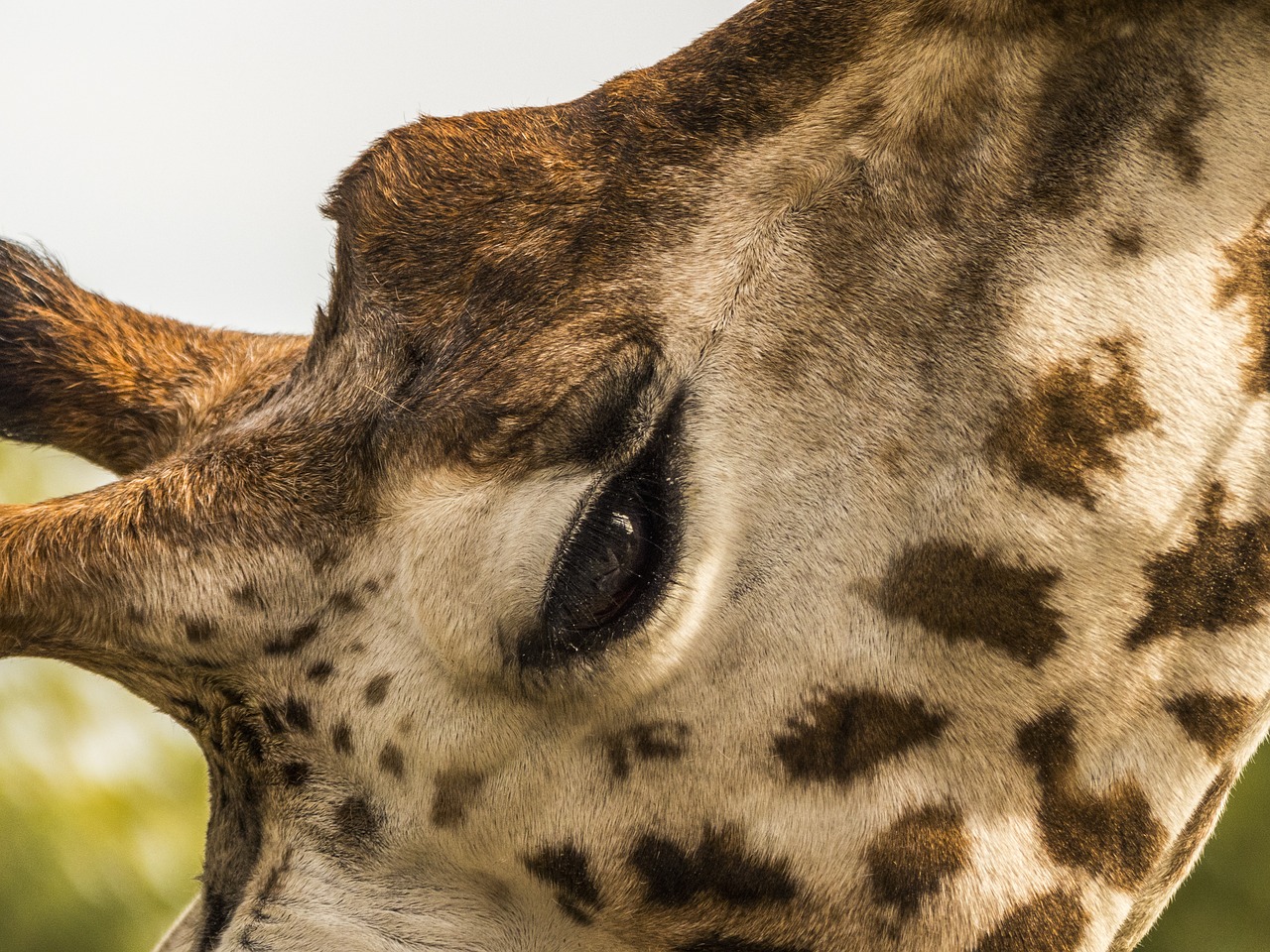 zoo giraffe eye free photo