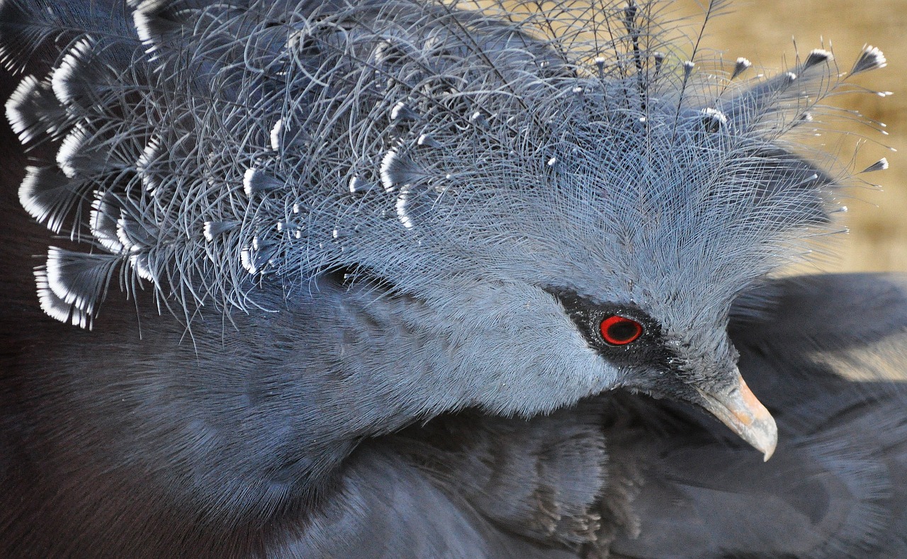 zoo bird wild bird free photo