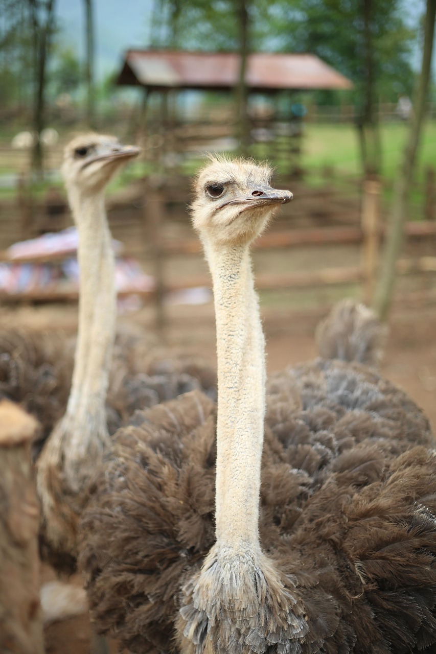 zoo the ostrich feather free photo