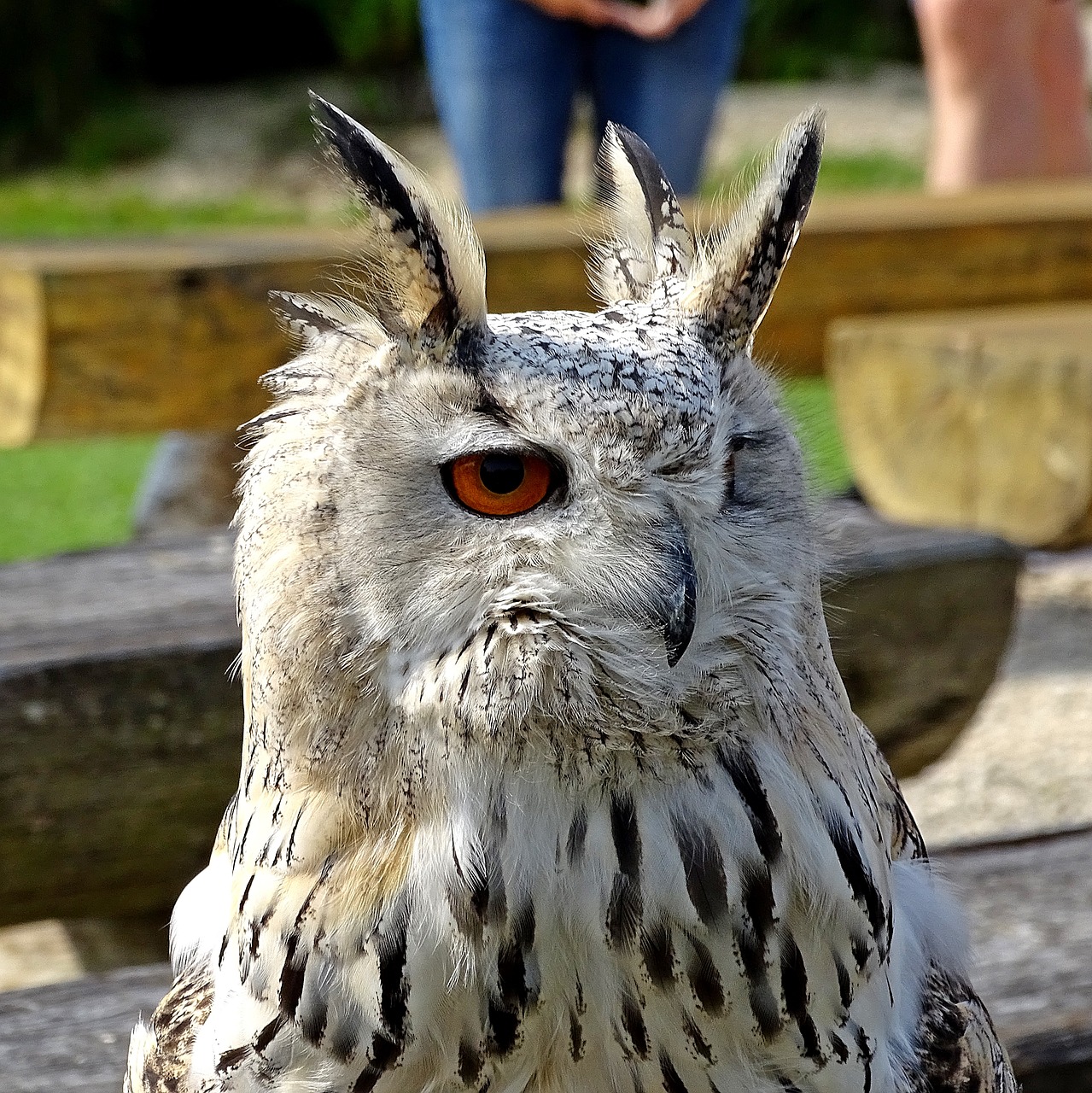 zoo falkner owl free photo