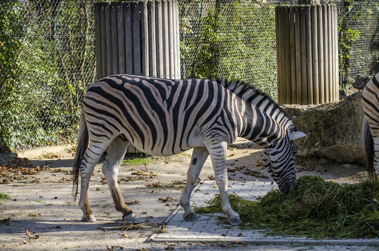 zoo zebra vienna free photo