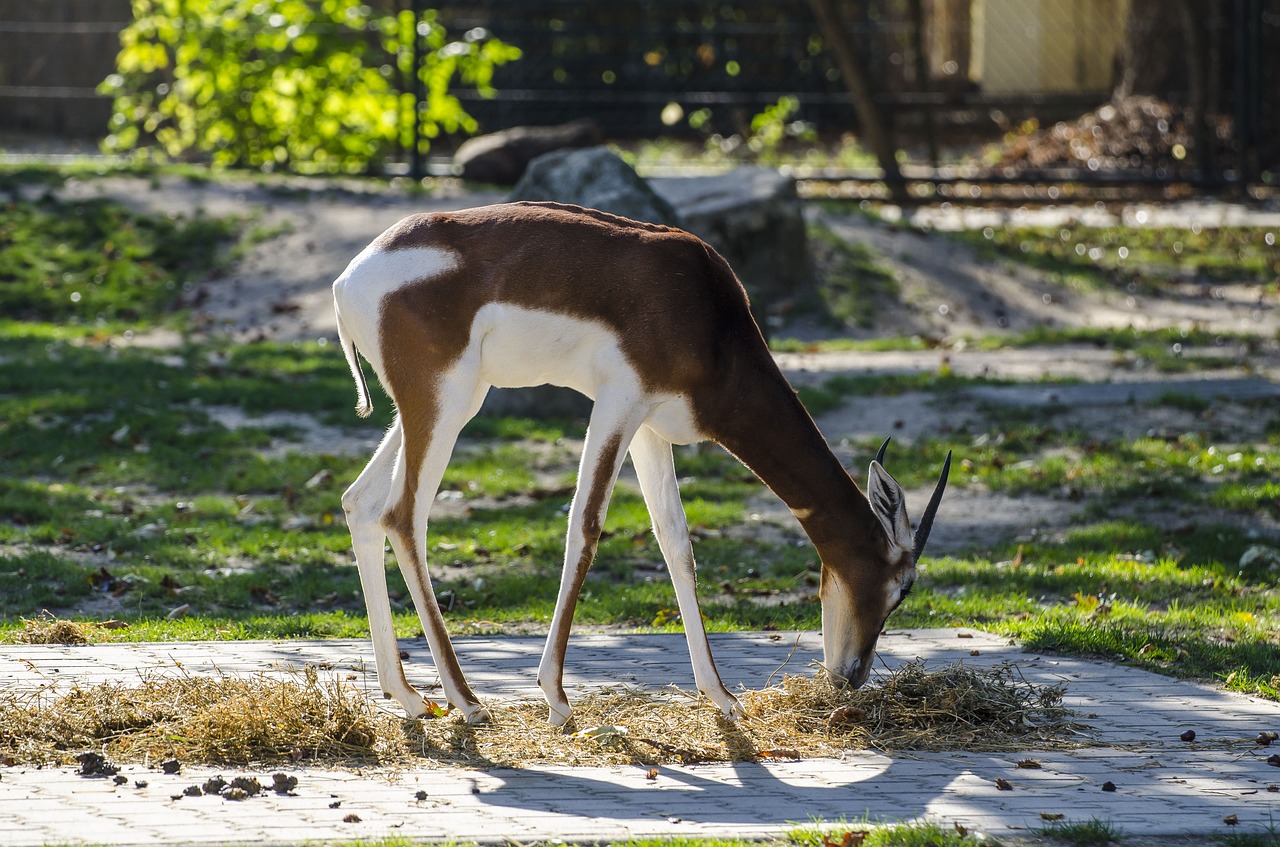 zoo tiergarten vienna free photo