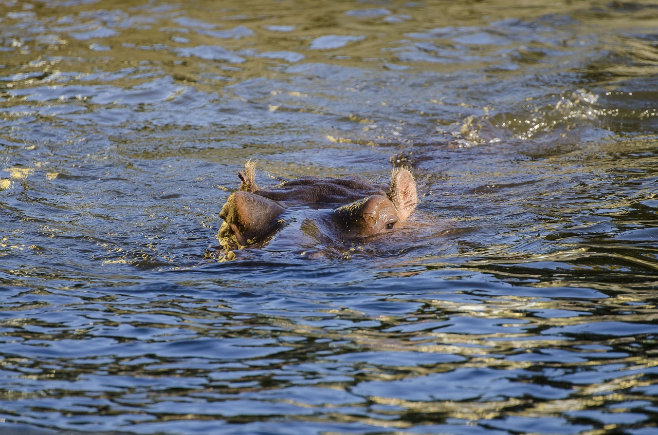 zoo tiergarten vienna free photo