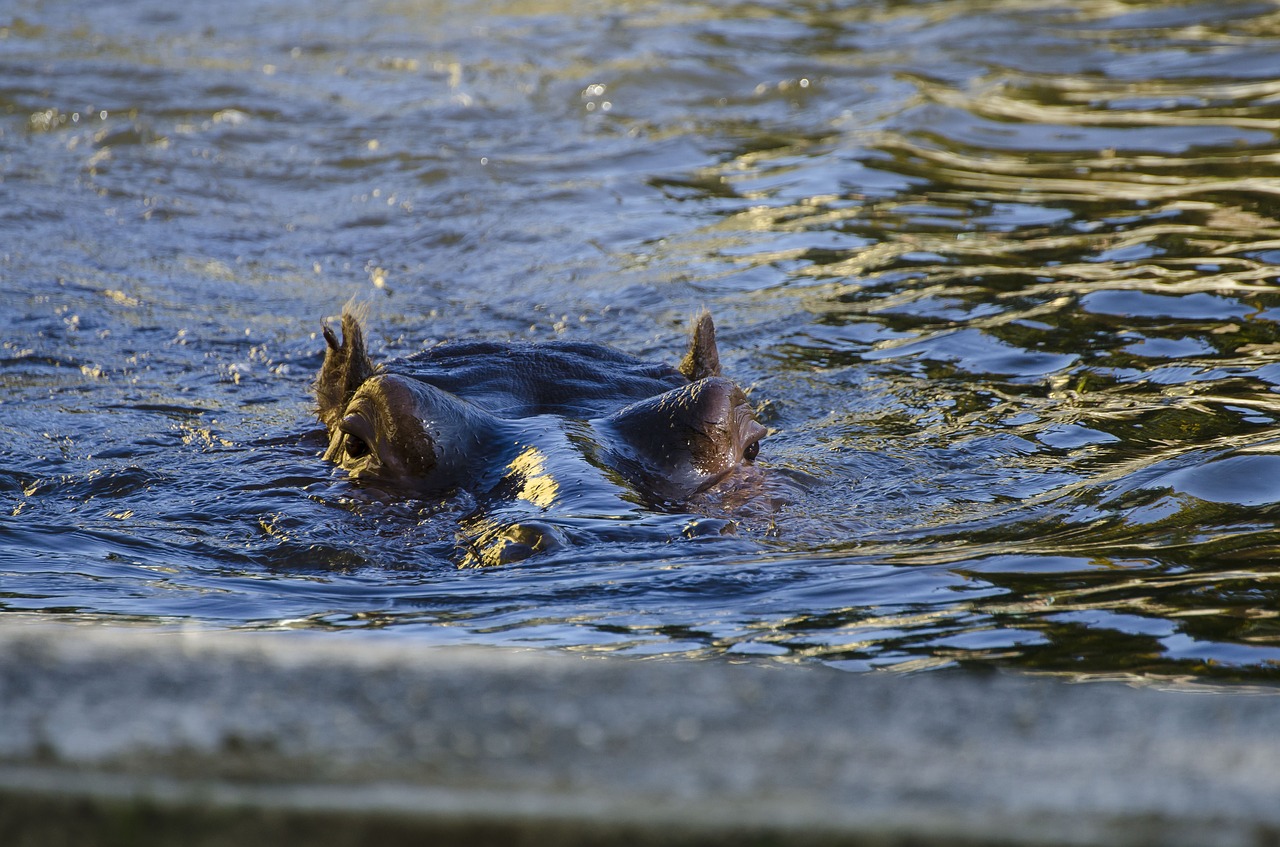 zoo tiergarten vienna free photo