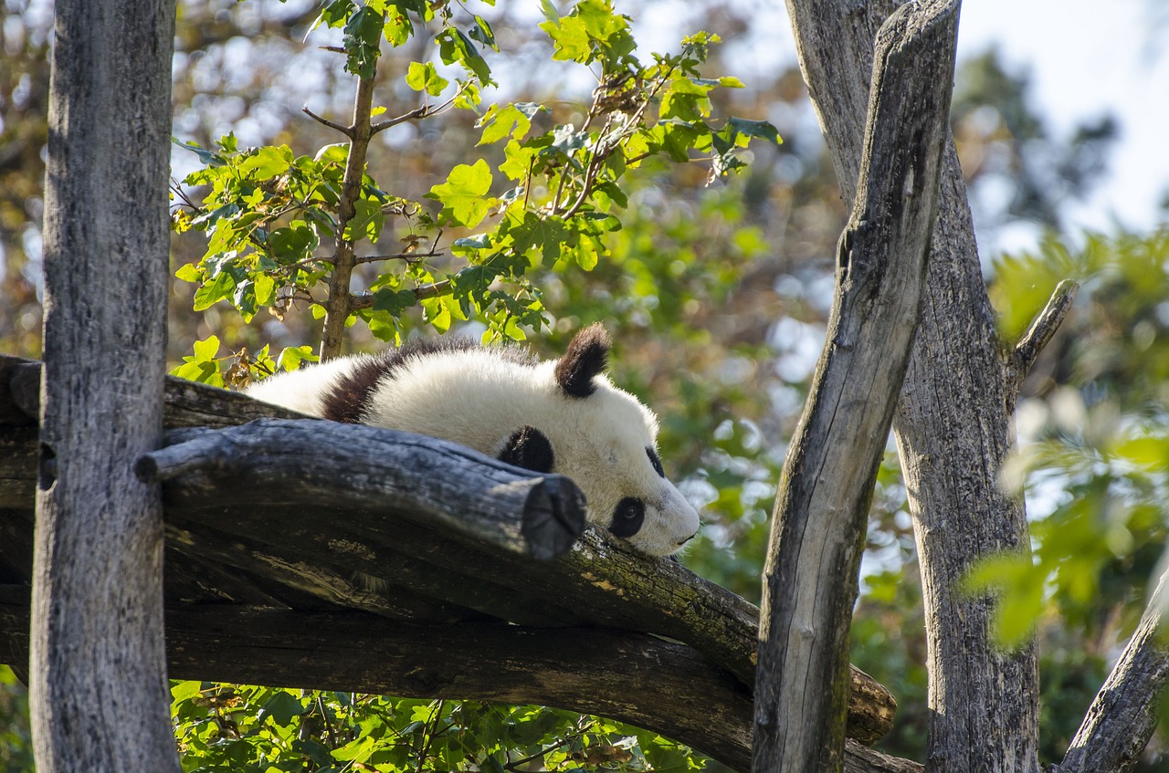 zoo tiergarten vienna free photo