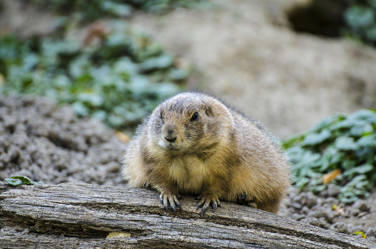 zoo tiergarten vienna free photo