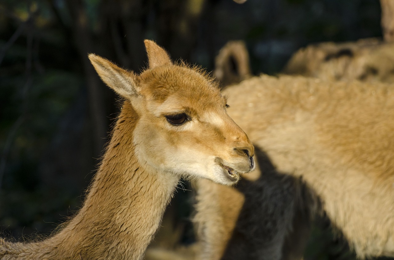 zoo tiergarten vienna free photo