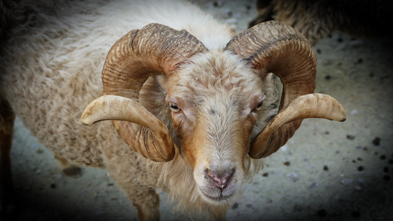 zoo horns bock free photo