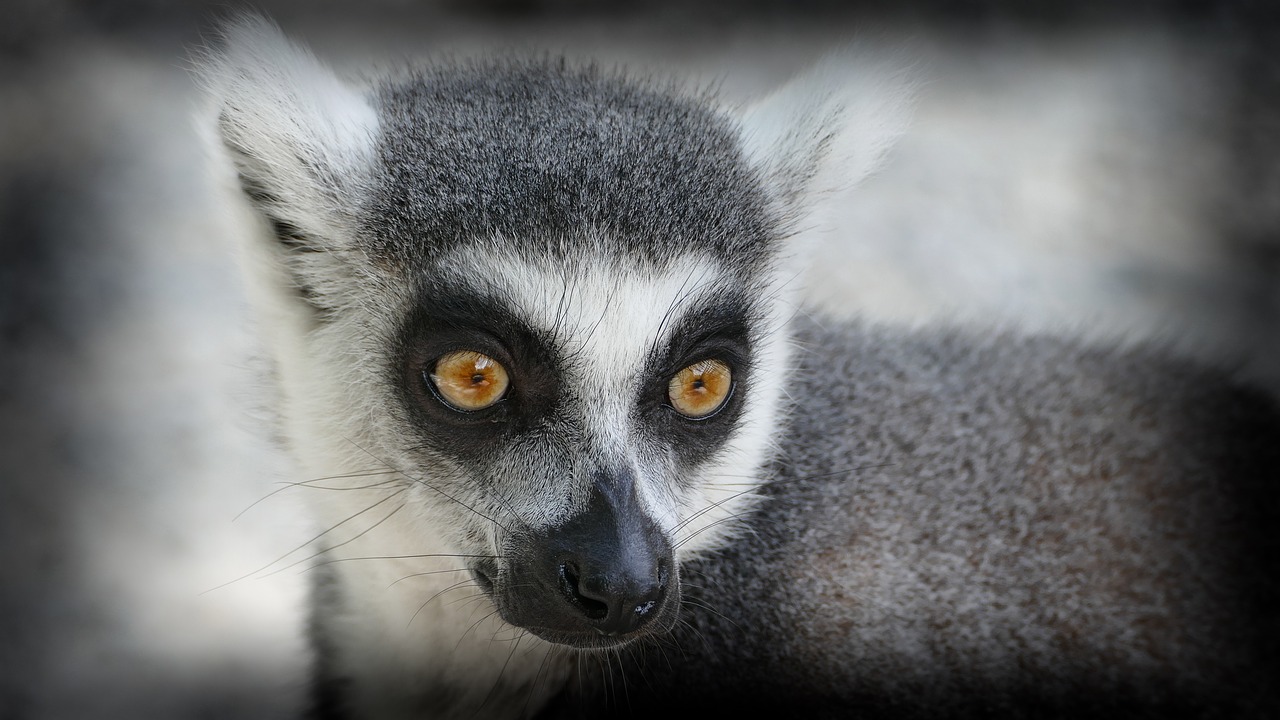 zoo monkey ring tailed lemur free photo