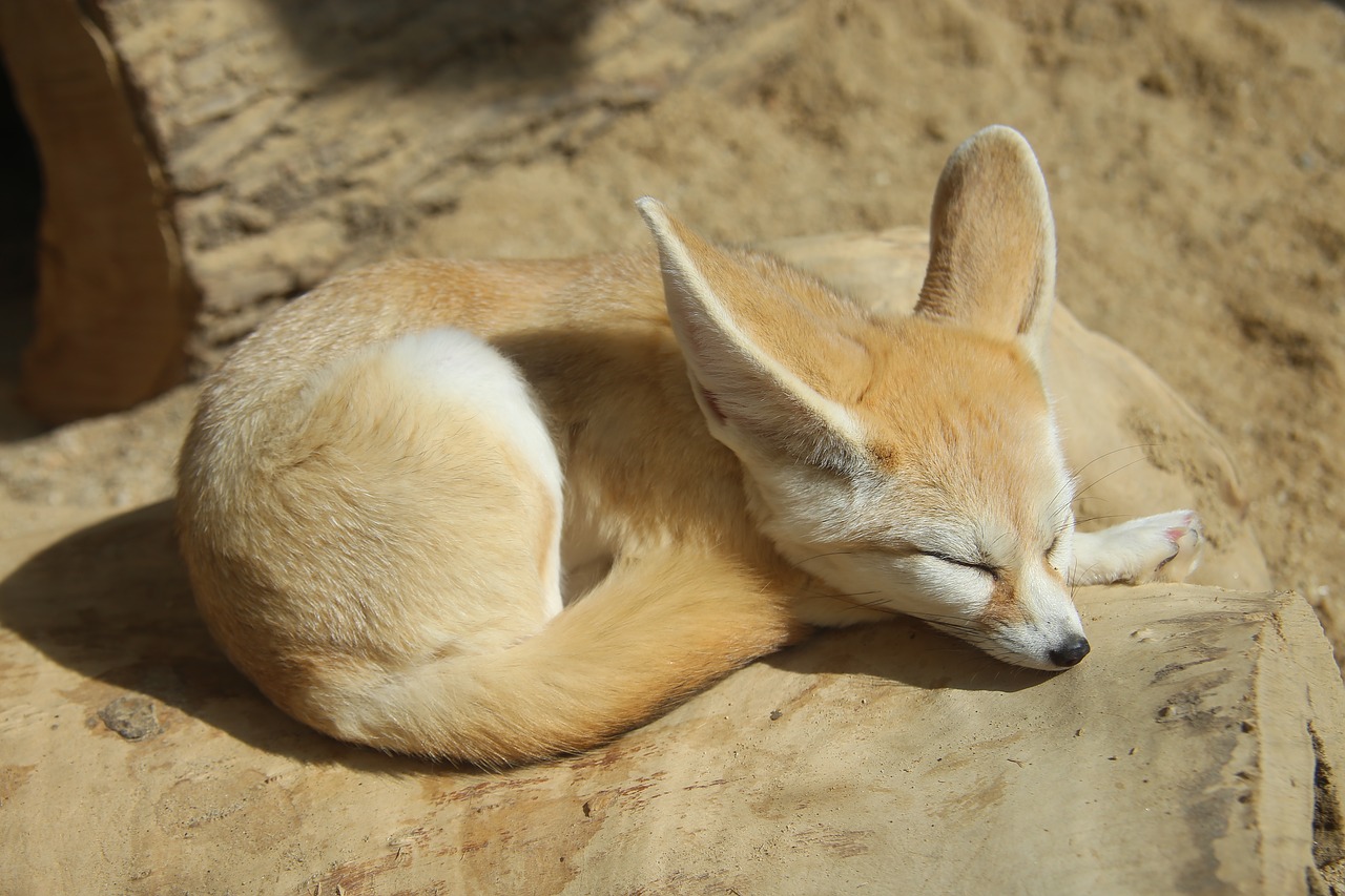 zoo desert fox fox free photo