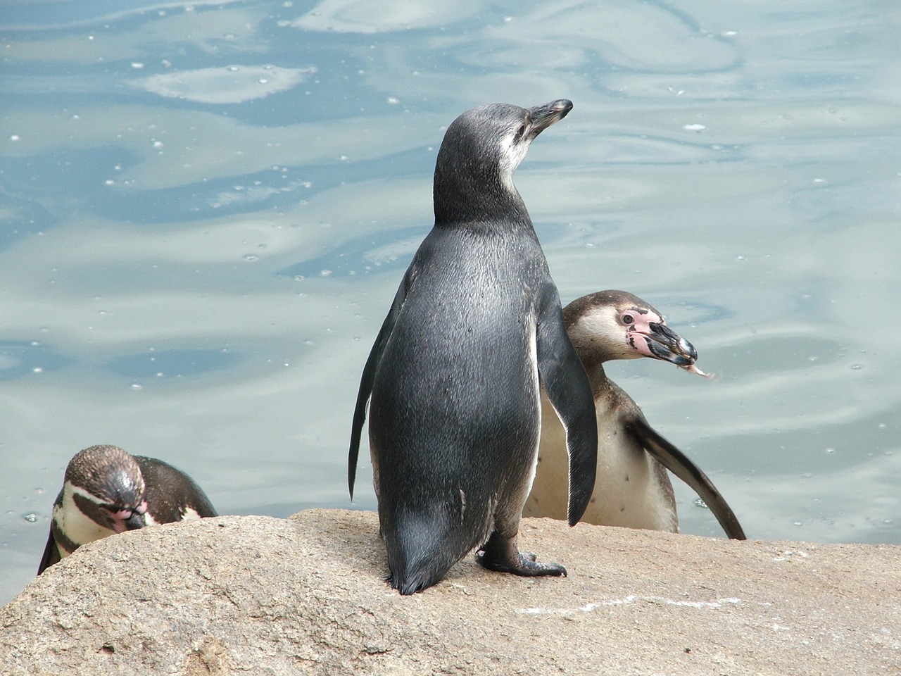 zoo pilsen penguin free photo
