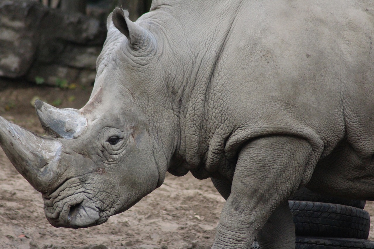 zoo rhino animal free photo