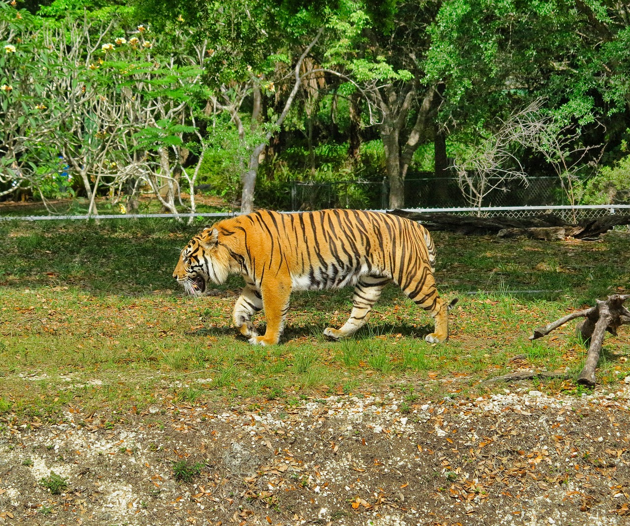 zoo tiger feral cat free photo