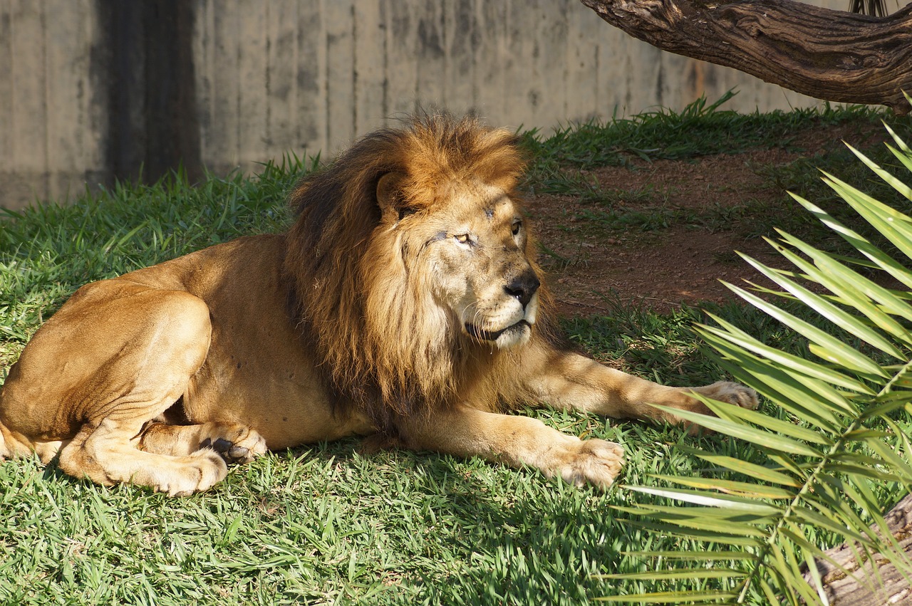 zoo lion carnivore free photo