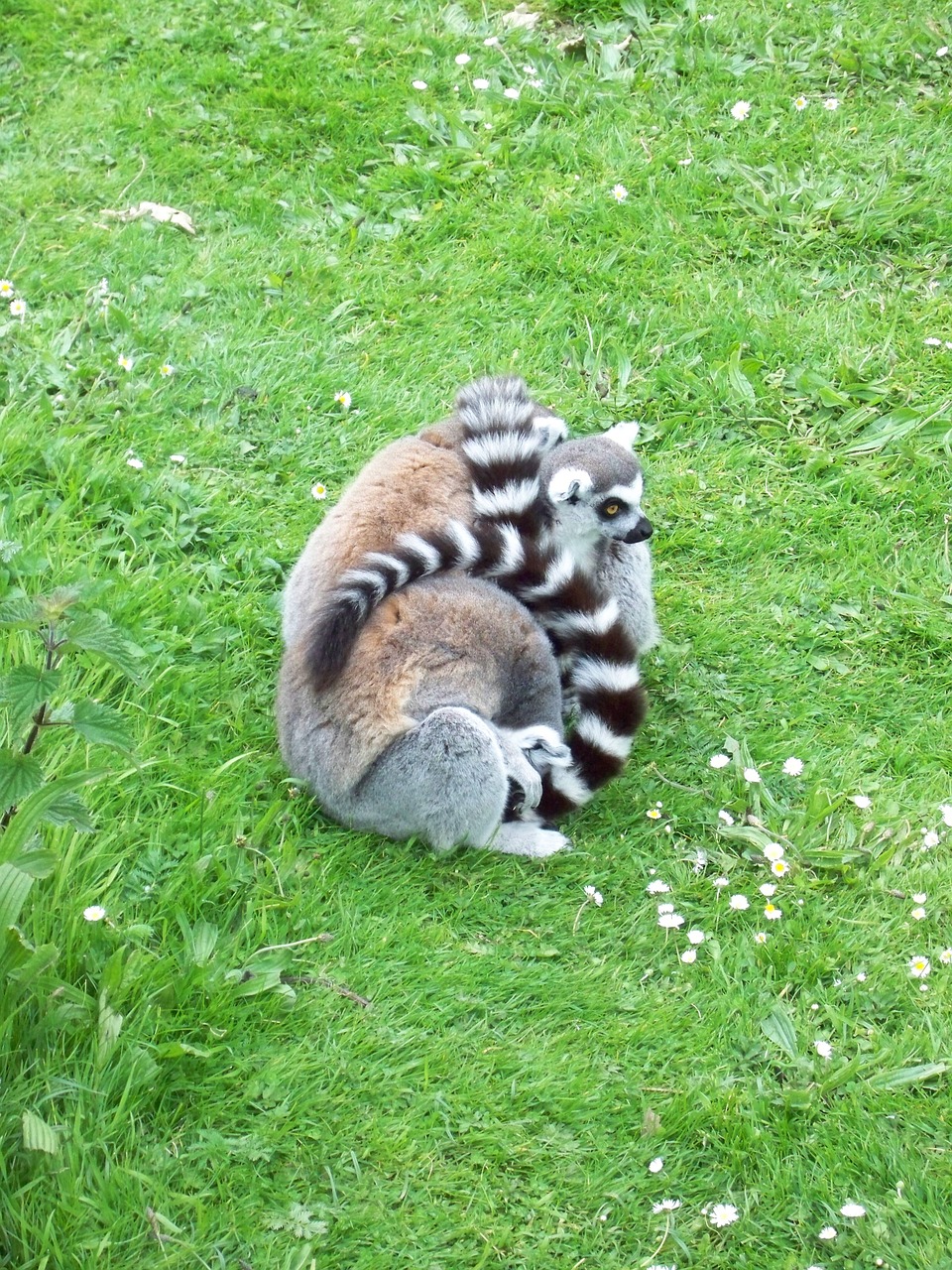 zoo lemur animal free photo