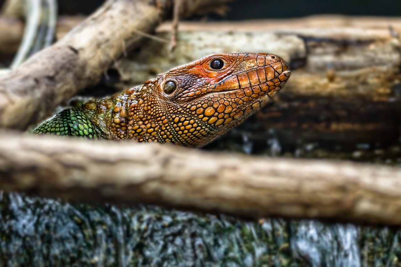 zoo  snake  reptile free photo