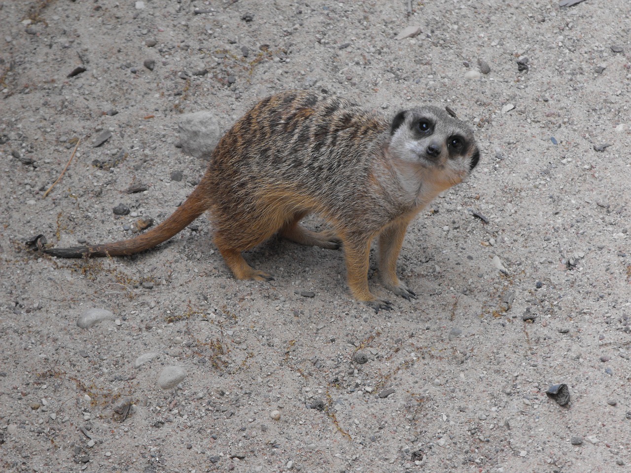 zoo animal meerkat free photo