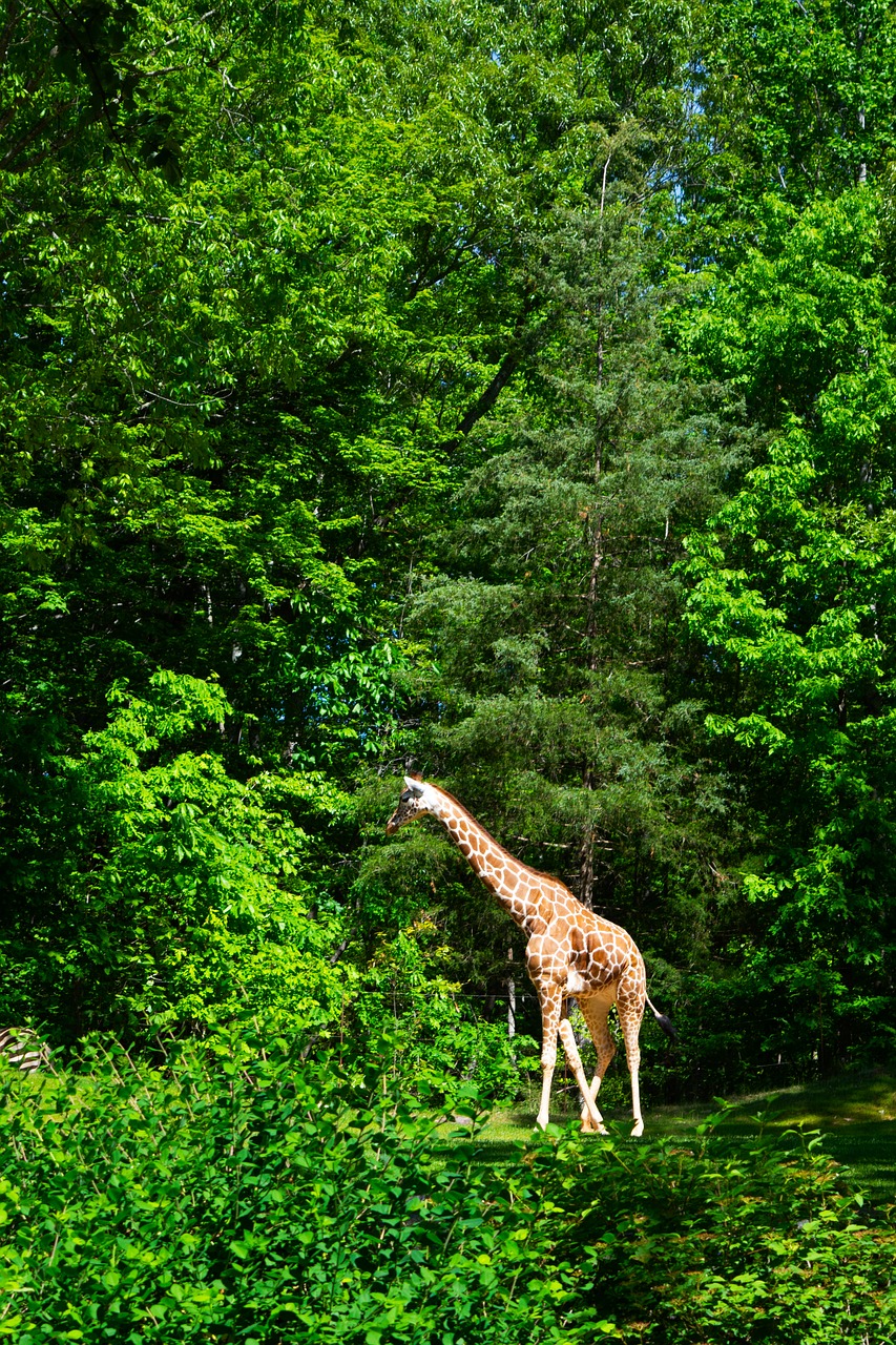 zoo  giraffe  animal free photo