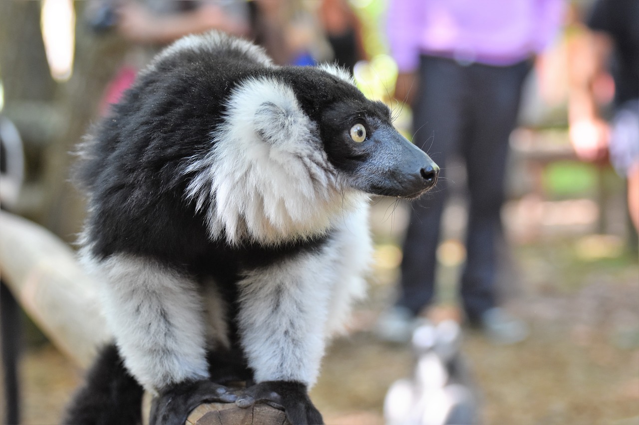 zoo  lemur free pictures free photo