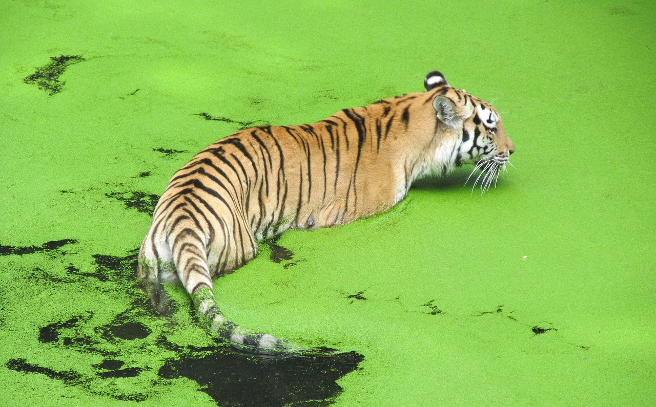 zoo  tiger  predator free photo