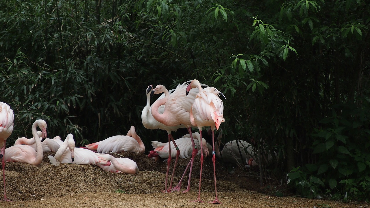 zoo  flamingo  water bird free photo