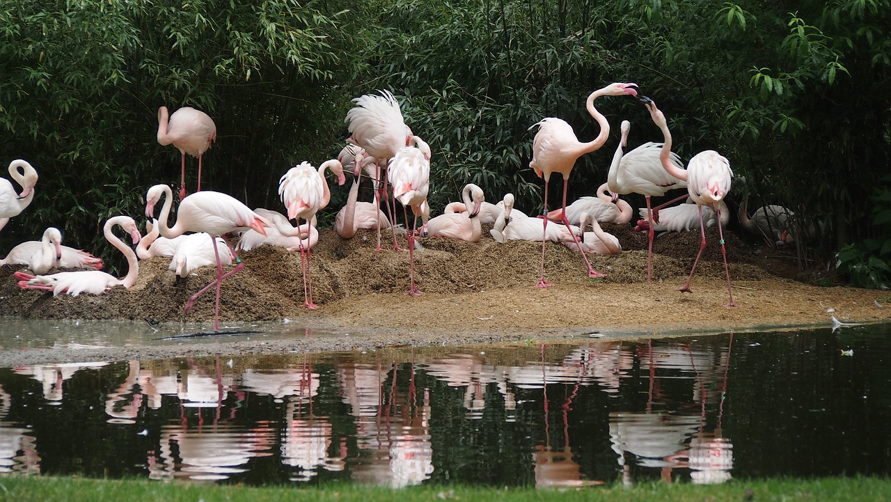 zoo  flamingo  water bird free photo