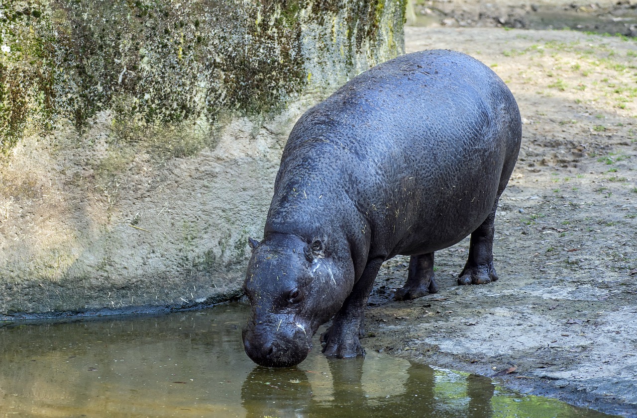 zoo  mammal  hippo free photo